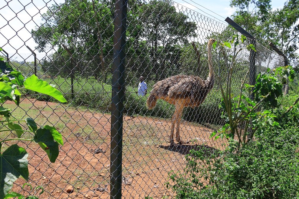 Animal habitats at Chakig